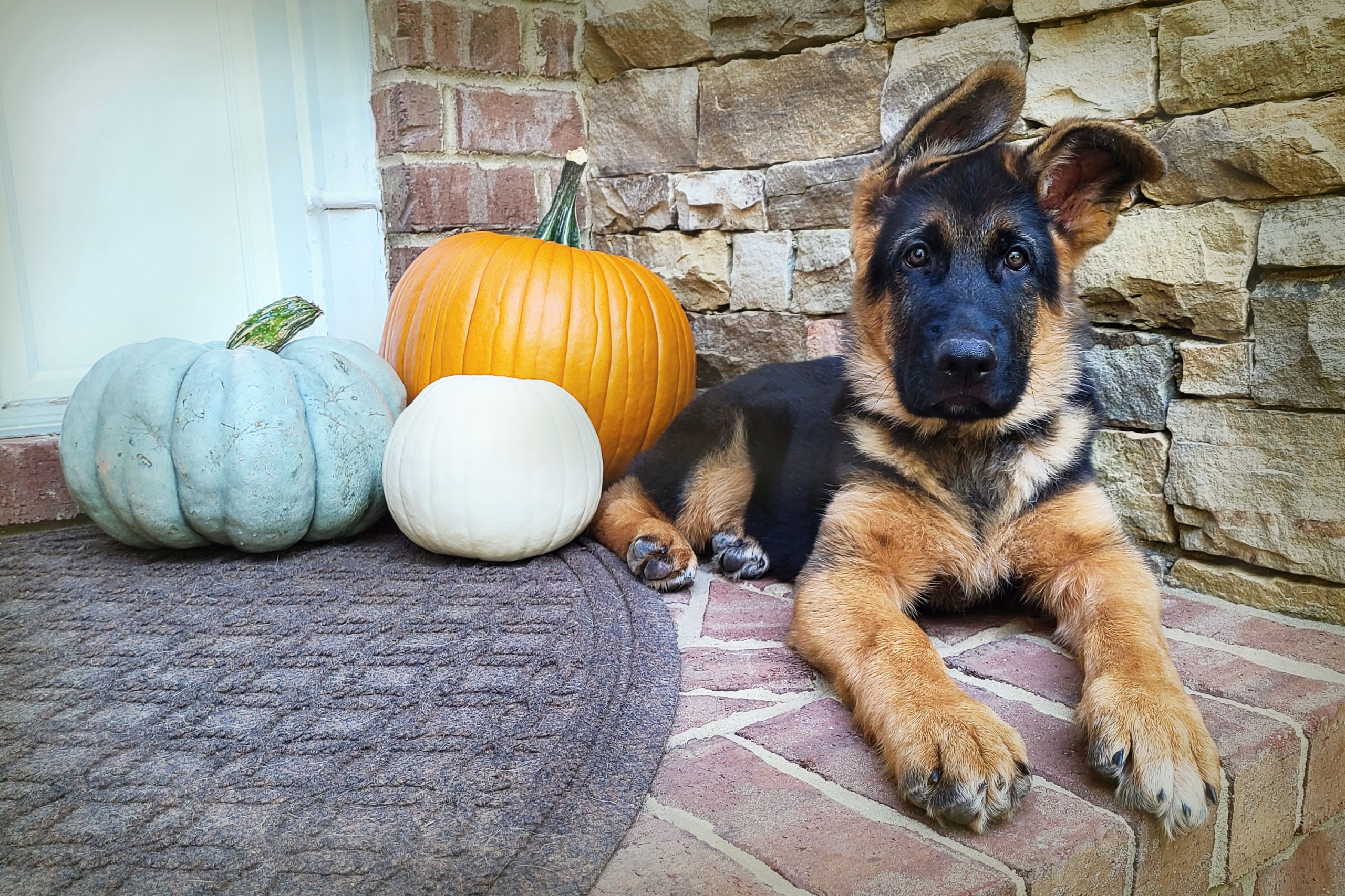 German Shepherd puppy boarding at Gardens von Lotta, sitting on a porch next to three pumpkins for fall