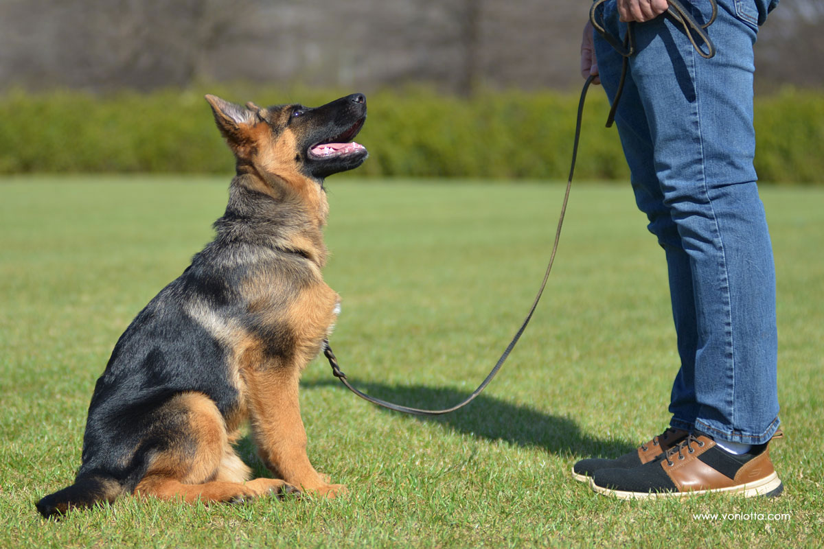 GSD sitting in front of the handler, looking up at attention.