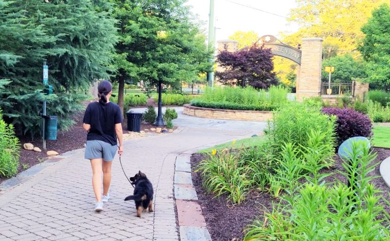 The Best Puppy Socialization Spots in Sandy Springs, GA