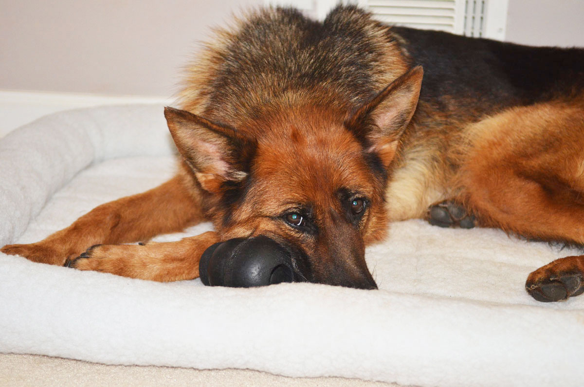 German Shepherd and ger toy