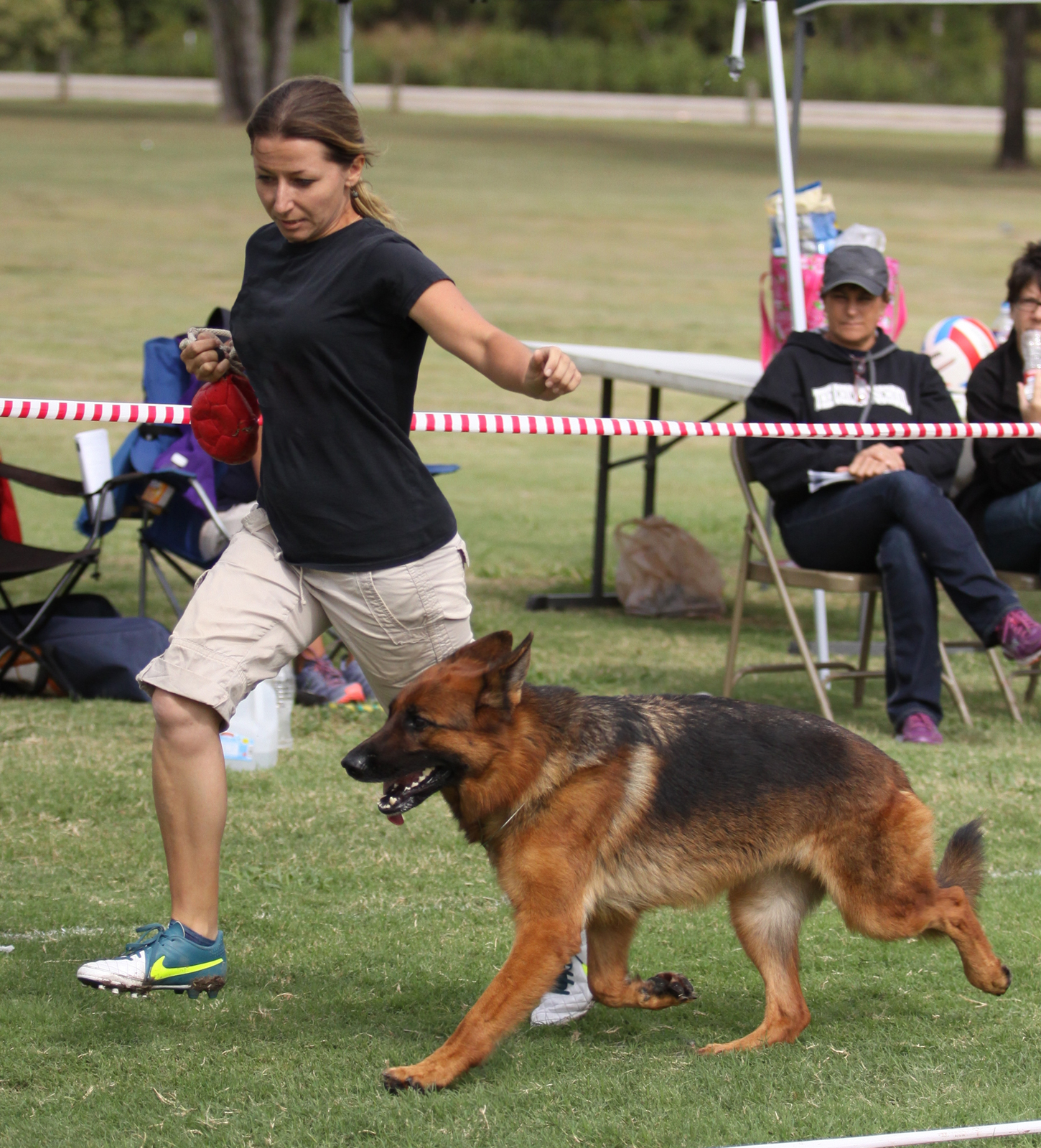 German Shepherd competing in the SV show ring